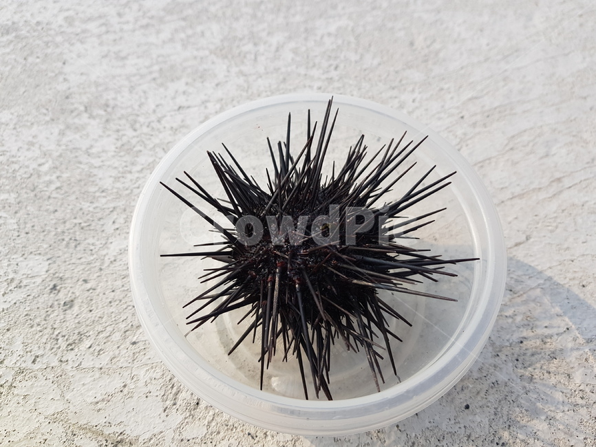 성게,seaurchin,보라성게,가시,날카로운,밤송이조개,해산물,낚시,fishing