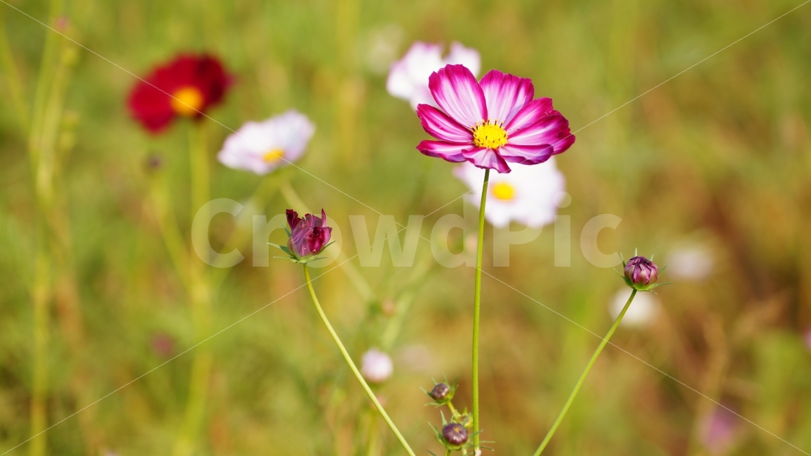 코스모스,가을,꽃,꽃사진,식물,가을,계절,fall,autumn,season,식물,자연,plants,nature,꽃,flower,plant,geranium,제라늄,blossom