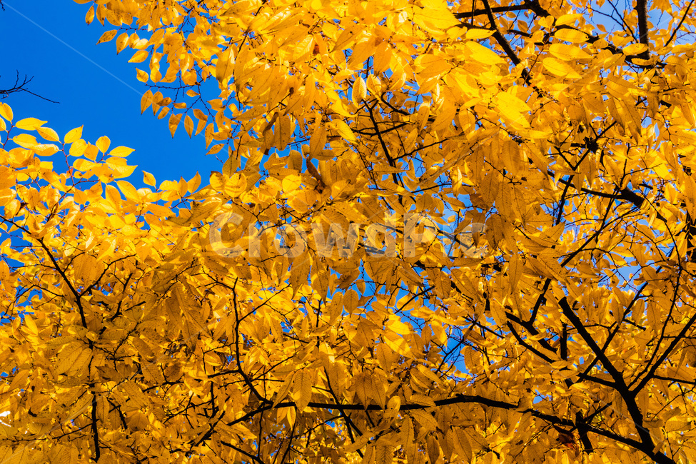 단풍,단풍나무,가을단풍,단풍잎,maple,foliage,가을,계절,fall,autumn,season