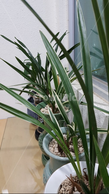 plant,식물,agavaceae,용설란,자연,화분,실내용화초,화분,화초,house plant