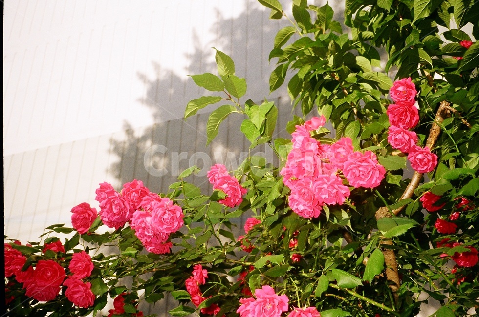 장미,여름,필름,필름사진,감성,감성사진,plant,식물,flower,geranium,제라늄,blossom,꽃