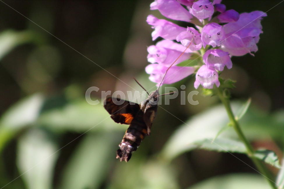 꽃범의꼬리,박각시나방,곤충,hawkmoth,physostegiavirginiana,식물,자연,plants,nature,꽃,flower,동물,animal,곤충,벌레,insect,bug