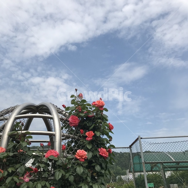 장미,장미축제,분위기,감성,감성사진