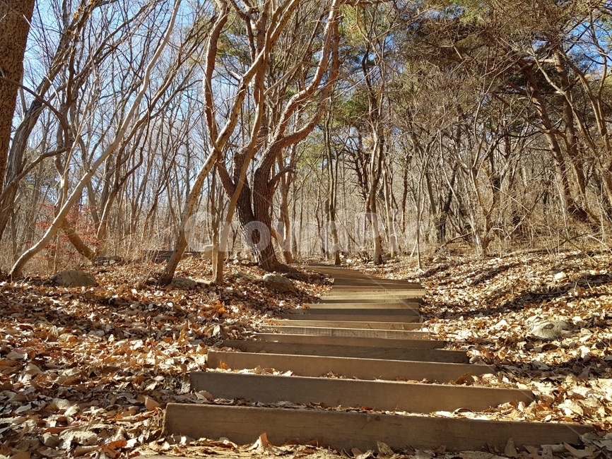 가을,나무,나무계단,오솔길,낙엽,쓸쓸
