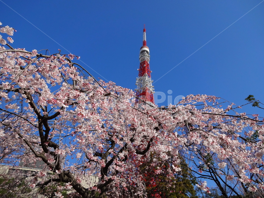 벚꽃,봄,나무,plant,식물,blossom,flower,꽃,타워,도쿄