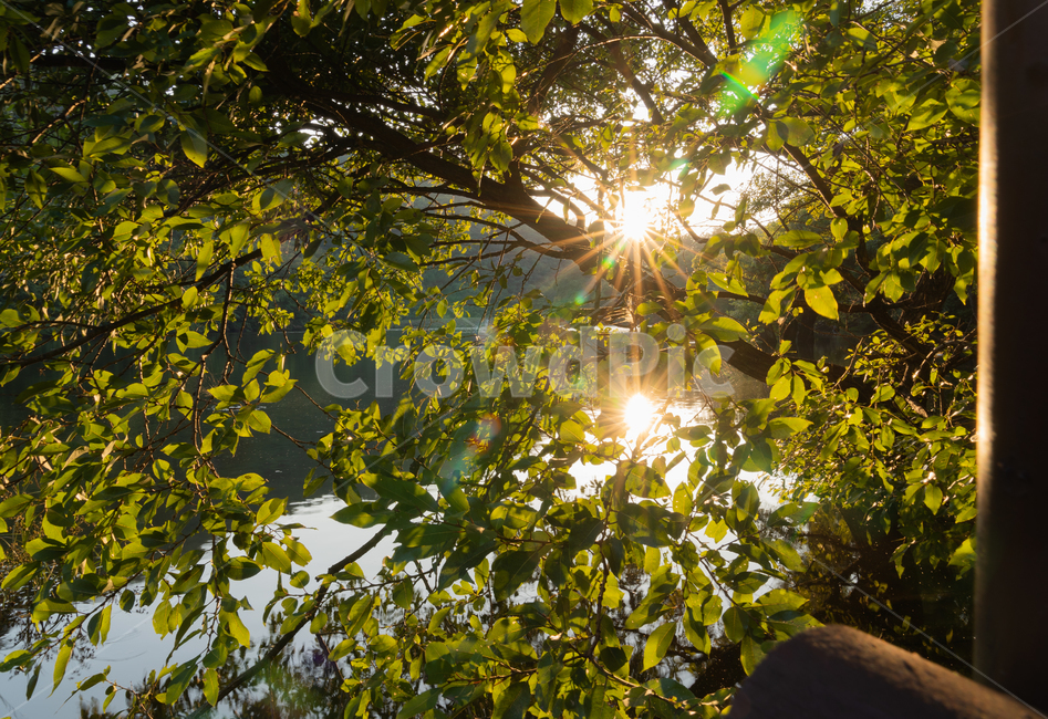청송,주산지,나무,산,풍경,경치,강,저수지,가을,자연,풍경,nature,landscape,flare,플레어,light,빛,sunlight,햇빛