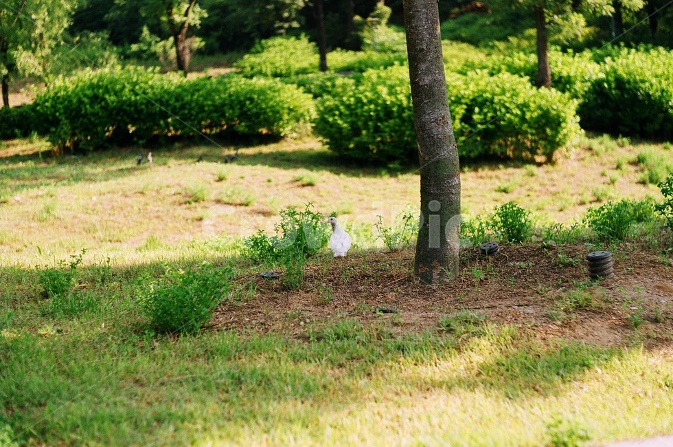 비둘기,힐링,잔디,숲,자연