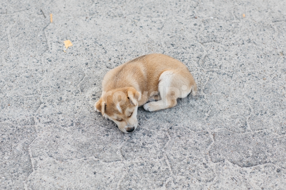 꿀잠,개꿀잠,강아지,똥강아지,아기강아지,새끼강아지,동물,animal,포유류,mammal,개,강아지,dog,doggy