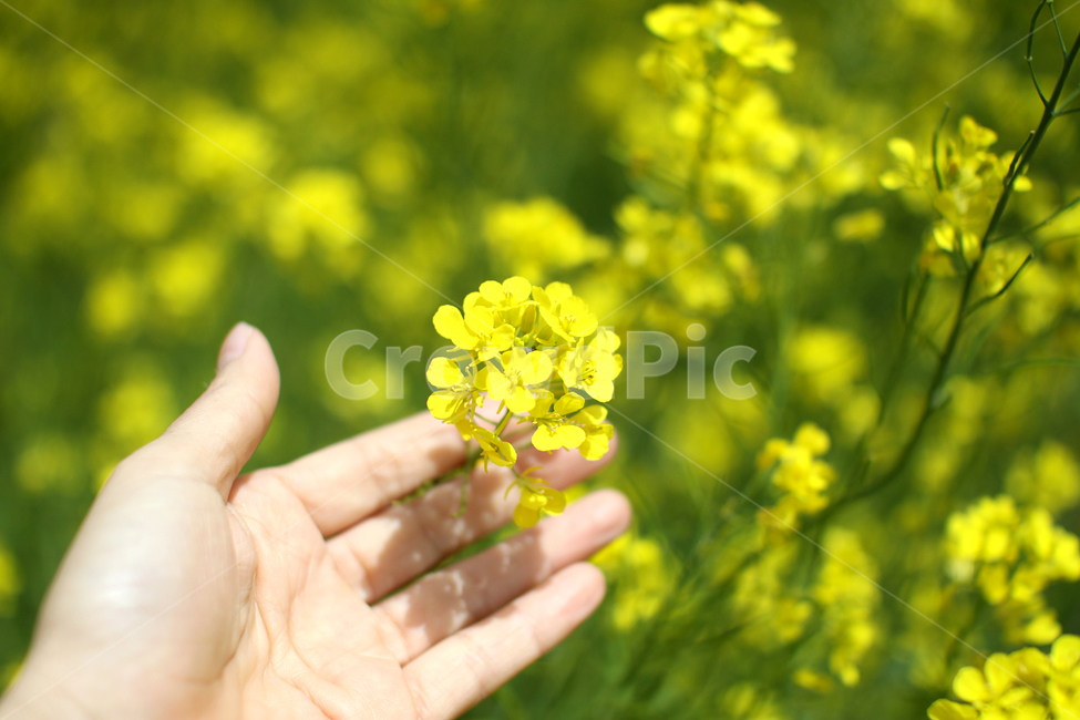 꽃,노랑,꽃잎,유채,유채꽃,감성,자연,감성사진,봄,계절,spring,season,식물,자연,plants,nature,꽃,flower,사람,인물,인간,human,person,신체일부,몸,body,plant