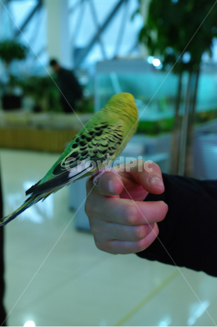 새,손,조류,노란새,bird,동물,animal,조류,새,birds,사람,인물,인간,human,person,신체일부,몸,body