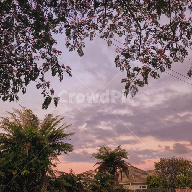 뉴질랜드,로터루아,자연,대자연,하늘,맑음,구름,newzealand,nature,sky,sunny,tree,cloud,나무,꽃,flower,자연,풍경,nature,landscape,outdoors,옥외,plant,식물