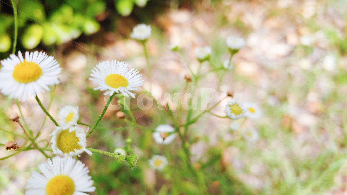꽃,들꽃,개망초,봄꽃,야생화,길꽃,봄,여름,여름꽃,노랑꽃,흰꽃,springflower,flower,wildflower
