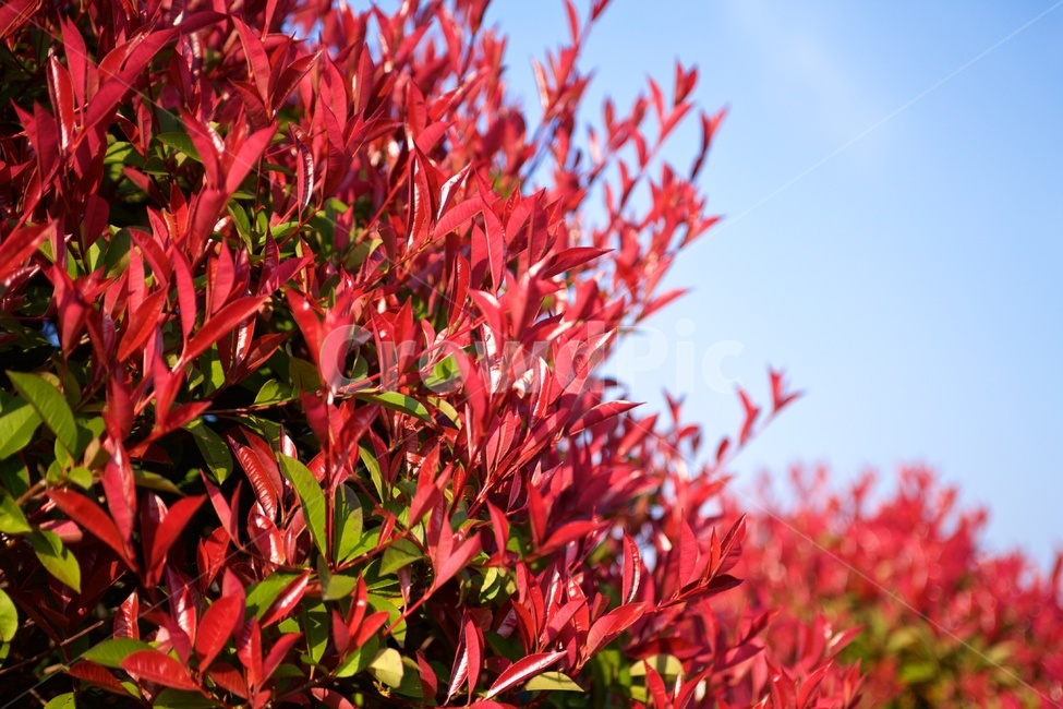 남천,nandina,나무,빨간잎,녹색,하늘,red,식물,자연,plants,nature,나무,trees,wood