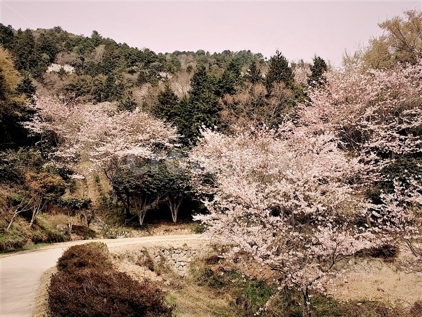 벚꽃,이순신공원,망일봉,꽃길,휴식,느낌,sensible,feeling,relaxation,색깔,색감,색채,coloroffeeling,조용한,사색,맑은공기,재충전,나무,감성,tree,nature,자연,풍경,힐링,rest,healing,식물