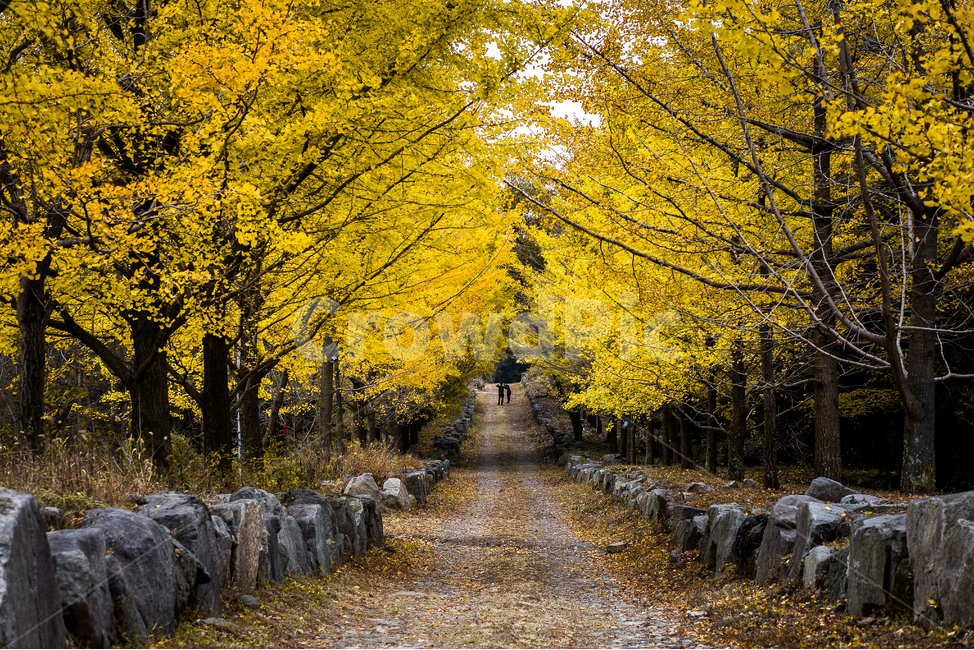 은행나무,은행나무숲,은행나무길,은행잎,산책,가을,계절,fall,autumn,season,자연,풍경,nature,landscape,gravel,자갈,dirt road,흙길,road,도로,tree,나무,plant,식물,ground,바닥