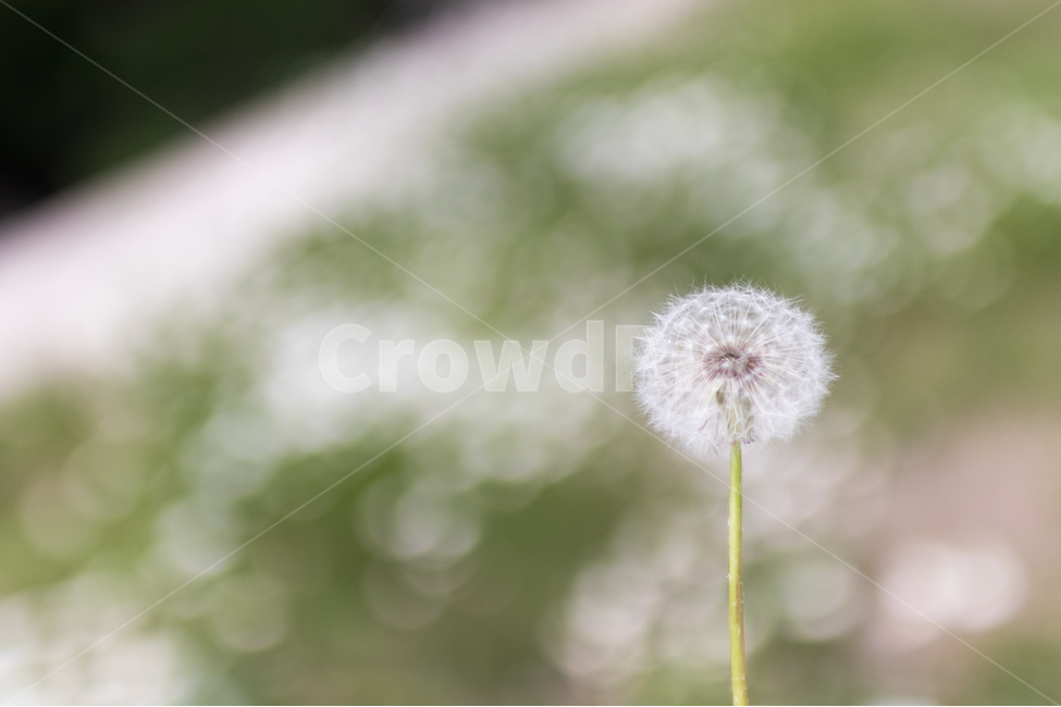 dandelion seeds,dandelion field,flower garden,dandelion,flower