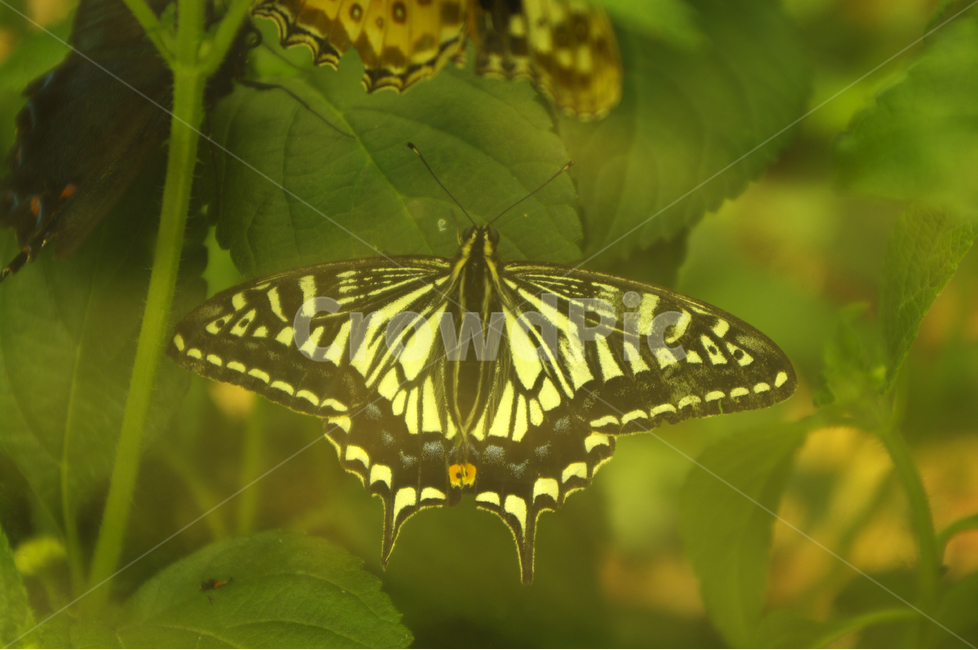 곤충,나비,butterfly,bug,날개,wing,동물,animal,곤충,벌레,insect,bug