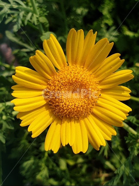 식물,꽃,flower,노랑,이쁜꽃,식물,자연,plants,nature,꽃,flower