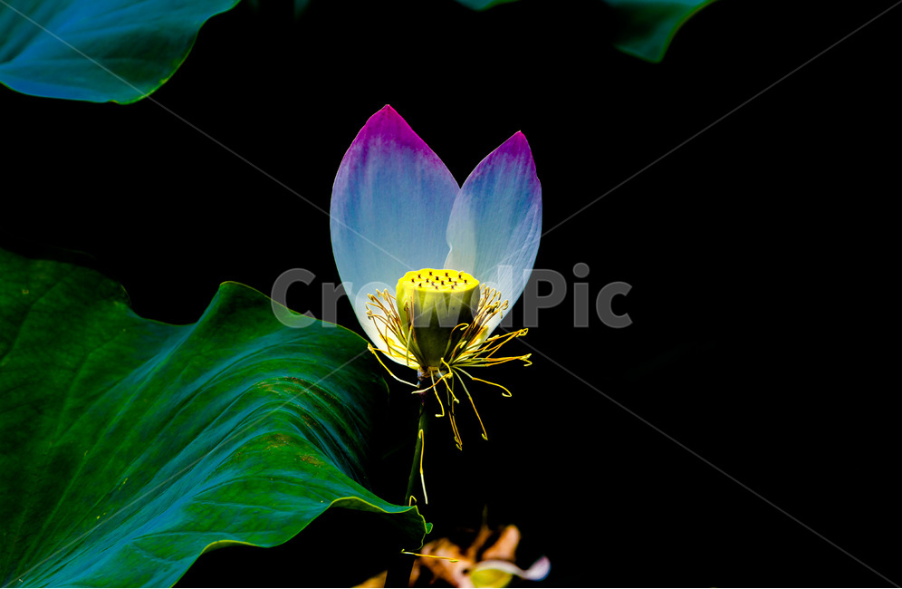 연꽃,연잎,문양,무늬,습지,식물,자연,plants,nature,꽃,flower