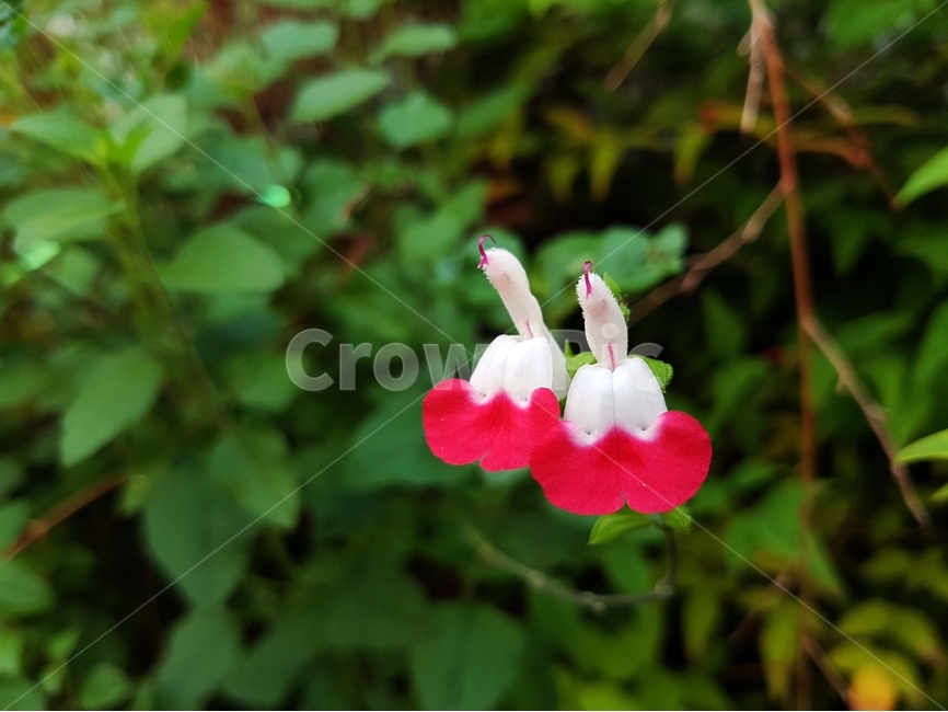 핫립세이지,체리세이지,관상화,화단,식물,허브식물,꿀풀과,여러해살이풀,꽃,flower,자연,약재,babysage,grahamssage,plants,sage,salviamicrophyllahotlips,hotlipsage,식물,자연,plants,nature,꽃,flower