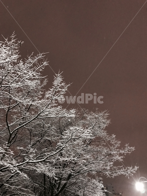 눈꽃,snow,눈길,빛,겨울,winter,가로등,가로수,snowy,light,산책,pink,sky,pinksky,하늘,겨울하늘,나무,tree,겨울나무,trees,눈,겨울,계절,winter,season,야경,밤,풍경,nightscape,night,landscape,식물,자연,plants,nature,나무,trees,wood,메리크리스마스,성탄절,merry christmas,ice,빙,outdoors,옥외