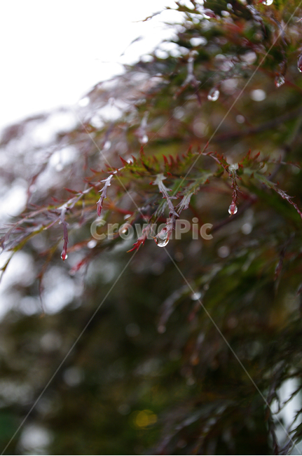 나무,물방울,이슬,잎,식물,plant,식물,자연,plants,nature,비,비오는날,rain,rainy