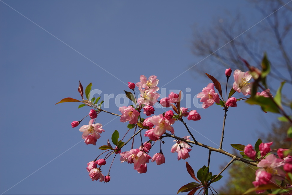 봄,봄꽃,생동감,꽃봉오리,꽃망울,벗꽃,봄,계절,spring,season,식물,자연,plants,nature,꽃,flower,plant,blossom