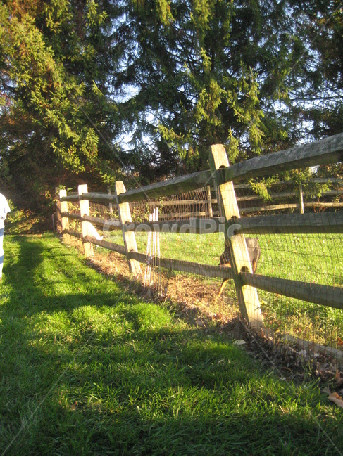 마당,팬스,자연,나무,펜스,잔디,grass,fence,yard