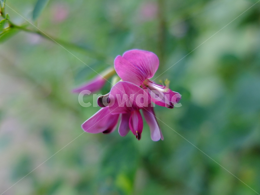 식물,나무,꽃,싸리나무,자연,식물,자연,plants,nature,꽃,flower