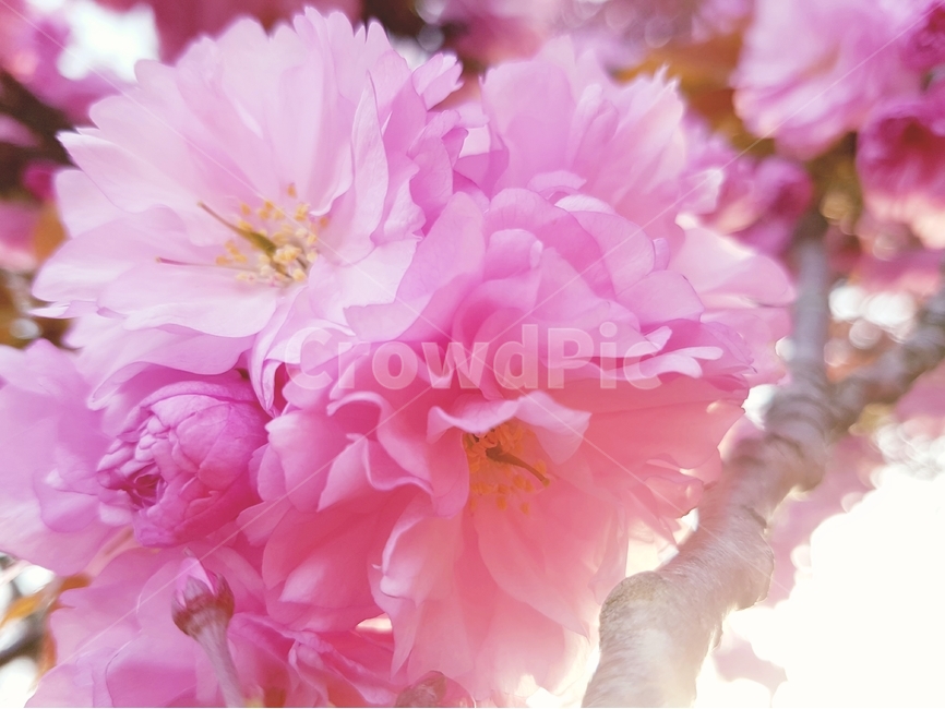 꽃,벚꽃,봄,분홍,감성사진,칸잔,세룰라타,벚나무,나뭇가지,자연,햇빛,사진촬영,만개,화사함,한그루,벚꽃나무,벚꽃축제,순결,체리블라썸,중간고사,배경,봄,계절,spring,season,식물,자연,plants,nature,꽃,flower,plant,geranium,제라늄,blossom