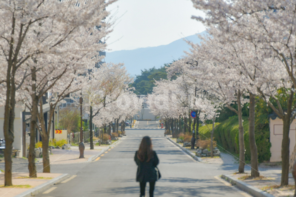 경주,봄,벚꽃,꽃,뒷모습,꽃길,풍경,사람,여자,따뜻한,flower,spring,woman,human,봄,계절,spring,season,사람,인물,인간,human,person,여성,여자,woman,female,lady,여행,휴가,traveling,vacation,trip,plant,식물,blossom