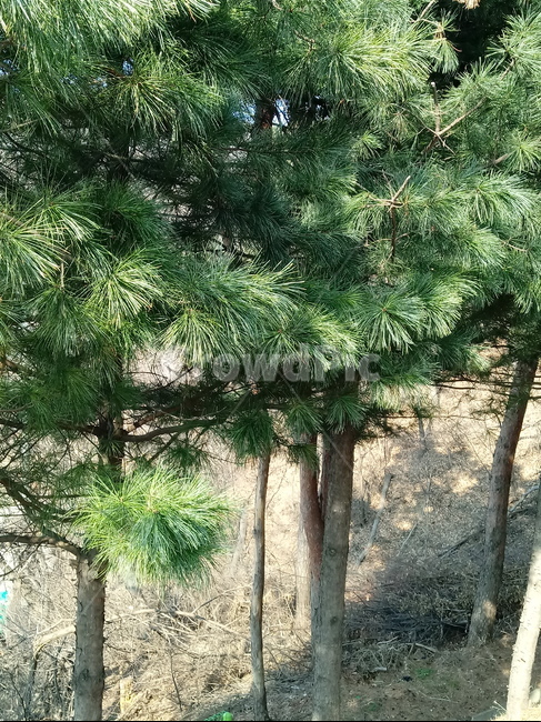 나무,상록수,나무가지,tree,plant,식물,잣나무