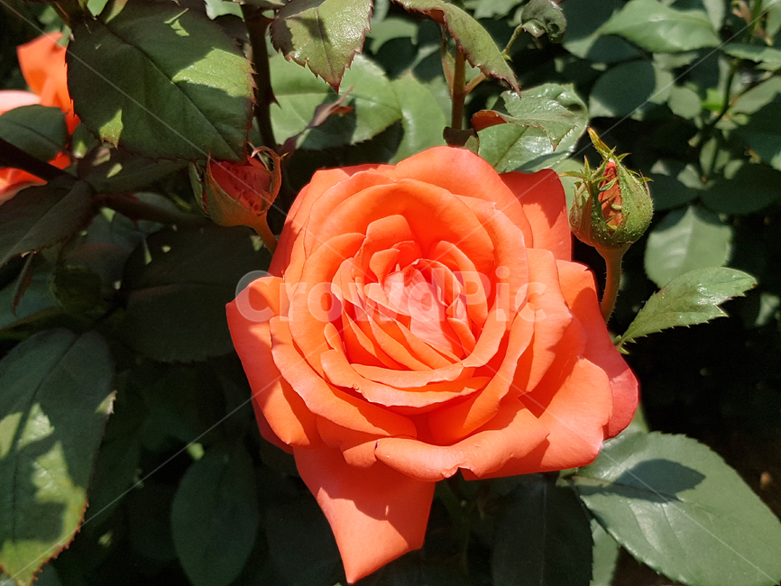 장미,꽃,봄,5월,계절,식물,자연,plants,nature,꽃,flower