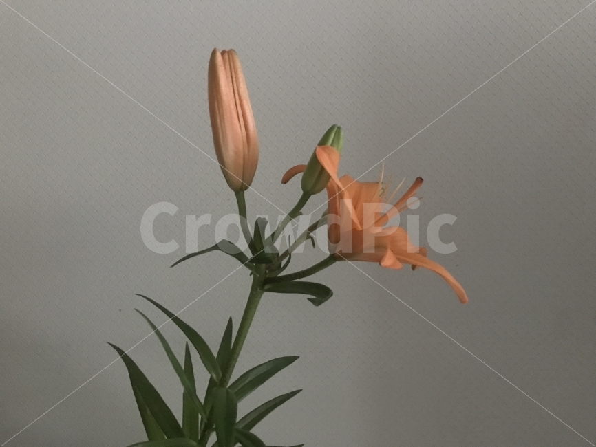 꽃,꽃사진,분위기,어두움,감성,사진,식물,자연,plants,nature,꽃,flower,실내용화초,화분,화초,house plant,인테리어,실내디자인,interior design