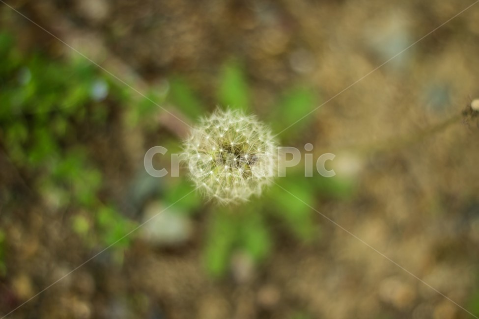 식물,꽃,민들레,아웃포커싱,자연,봄,식물,자연,plants,nature,꽃,flower
