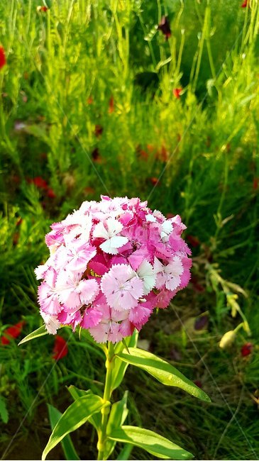 식물,plant,제라늄,꽃,flower,flowerarrangement,flowerbouquet,blossom,geranium