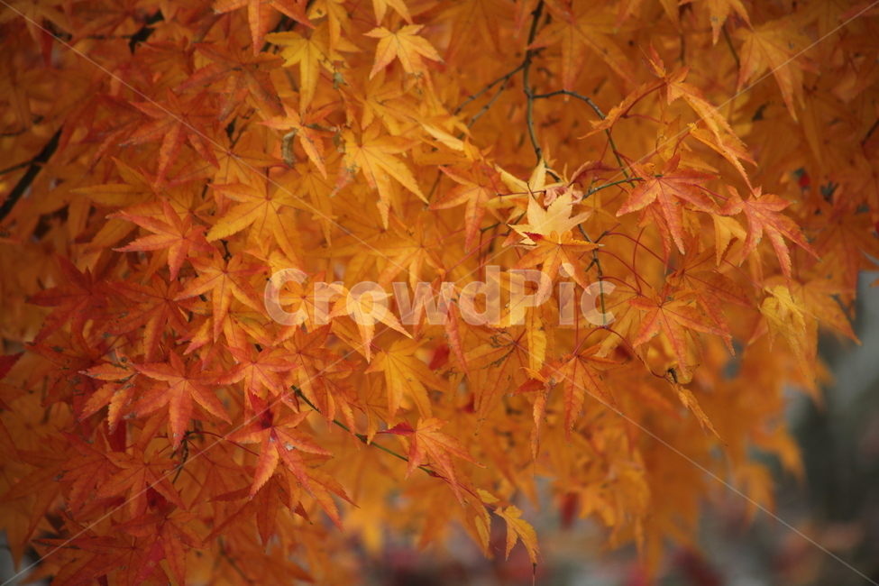 단풍,단풍나무,엽록소,가을,redleaves,가을,계절,fall,autumn,season,식물,자연,plants,nature,leaf,잎,plant,tree,나무,maple