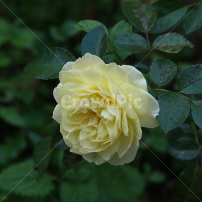 꽃,예쁨,아름다움,flower,rose,장미,노란장미,yellowrose,beautiful,blossom,plant,식물,자연,plants,nature,꽃,flower