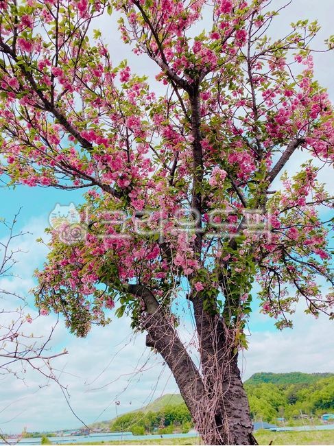 겹벚꽃,나무,treetrunk,꽃,flower