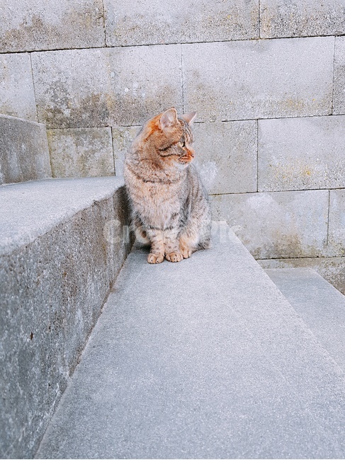 고양이,길고양이,cat,계단,동물,animal,wildcat,동물,animal,포유류,mammal,고양이,cat,kitten,kitty