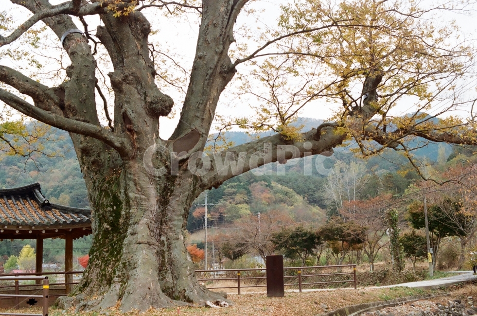 가을,담양,소쇄원,식영정,풍경사진,landscape,출사,가을풍경,단풍,은행,감성,쓸쓸함,필름사진,필름,고목,거목,가을,계절,fall,autumn,season,시골,마을,풍경,landscape,country,rural,town,식물,자연,plants,nature,나무,trees,wood,tree,plant,tree trunk,나무 줄기