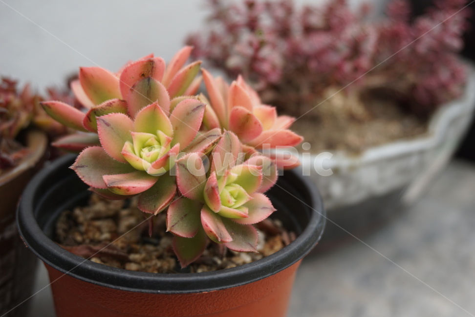 다육,다육이,화분,정원,반려식물,식물,텃밭,빨강,주황,실내용화초,화분,화초,house plant