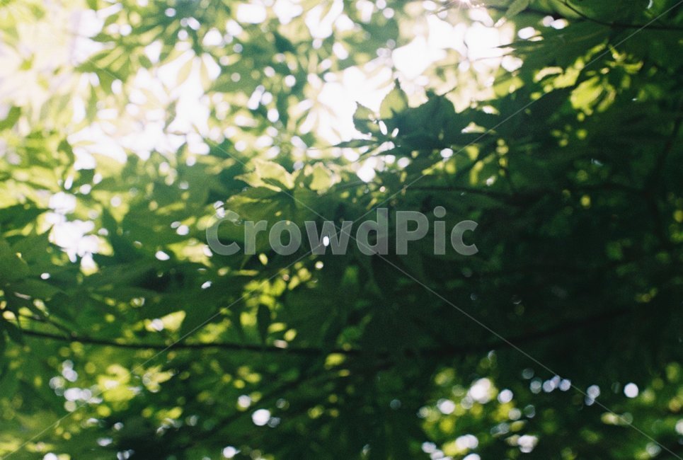 나무,하늘,초록,빛,잎,식물,자연,plants,nature
