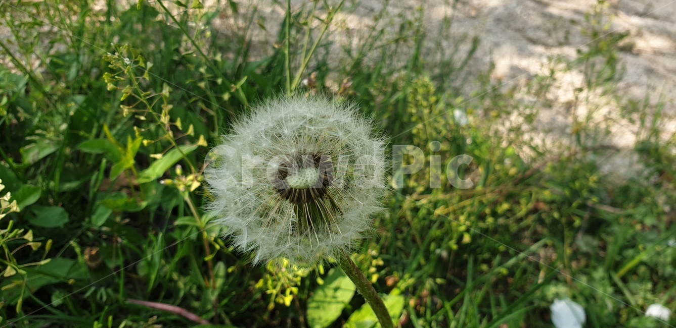꽃,봄,식물,파릇한,자연,색감,식물,자연,plants,nature,꽃,flower