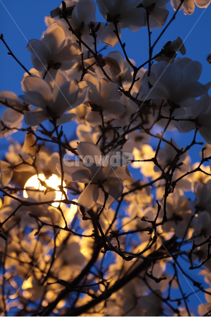 가로등,목련,봄,달빛,밤거리의목련,봄,계절,spring,season,야경,밤,풍경,nightscape,night,landscape,식물,자연,plants,nature,꽃,flower,plant,blossom,petal,꽃잎