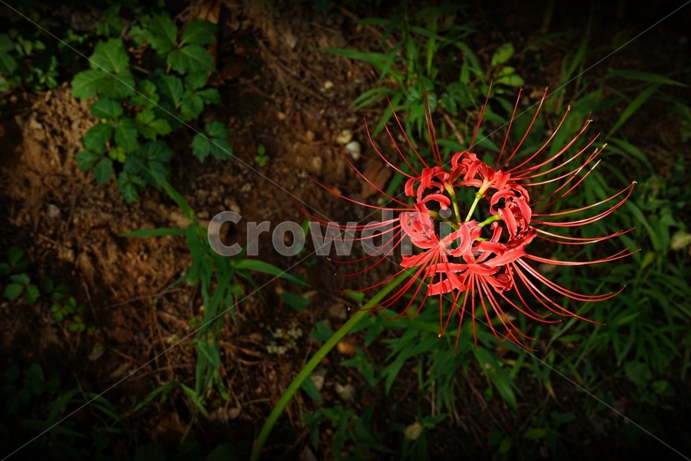꽃무릇,붉은상사화,슬픈추억,garden,september,꽃,flower,redspiderlily,red,august,bloom,fullbloom,수선화과,여러해살이풀,석산,Lycorisradiata,식물,자연,plants,nature,꽃,flower