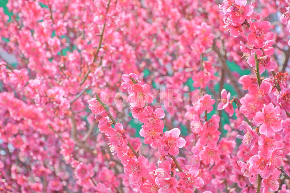 매화,홍매화,꽃,봄,분홍,봄,계절,spring,season,식물,자연,plants,nature,꽃,flower,색깔,색상,색채,색감,color sense,color sensitivity,feeling of color,plant,blossom,petal,꽃잎,cherry blossom,벚꽃