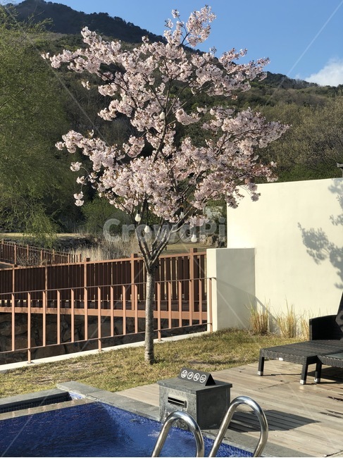 식물,flower,꽃,blossom,나무