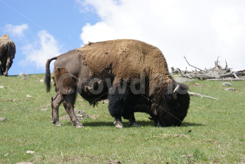 버팔로,거대함,털,변화,순응,해외,외국,세계,foreign,oversea,world,동물,animal,포유류,mammal