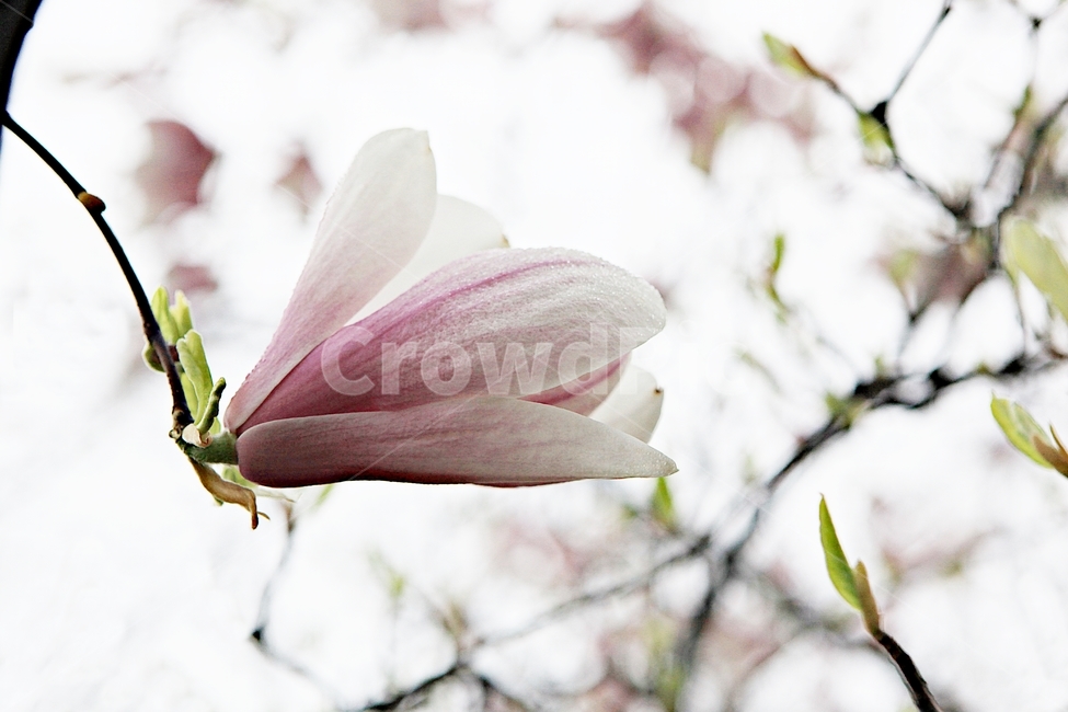 목련,꽃,봄꽃,자연,배경,봄,계절,spring,season,식물,자연,plants,nature,꽃,flower,plant